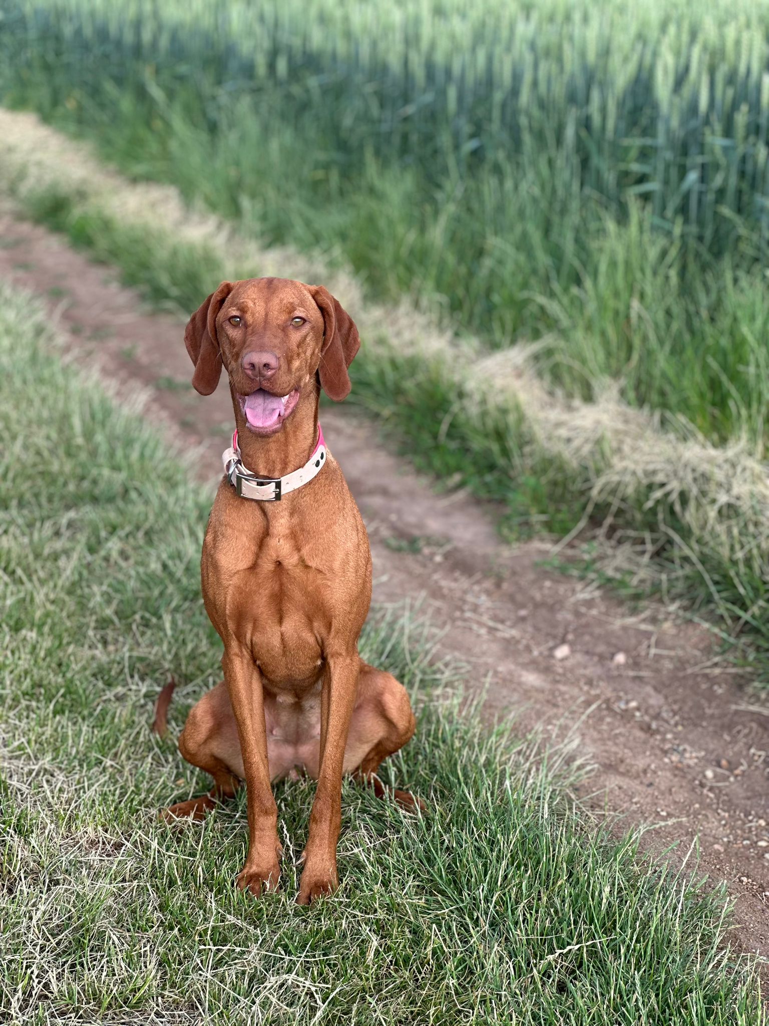 Dolphin Delonga Bohemia